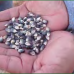 Addressing Health Inequities