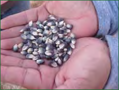 Addressing Health Inequities