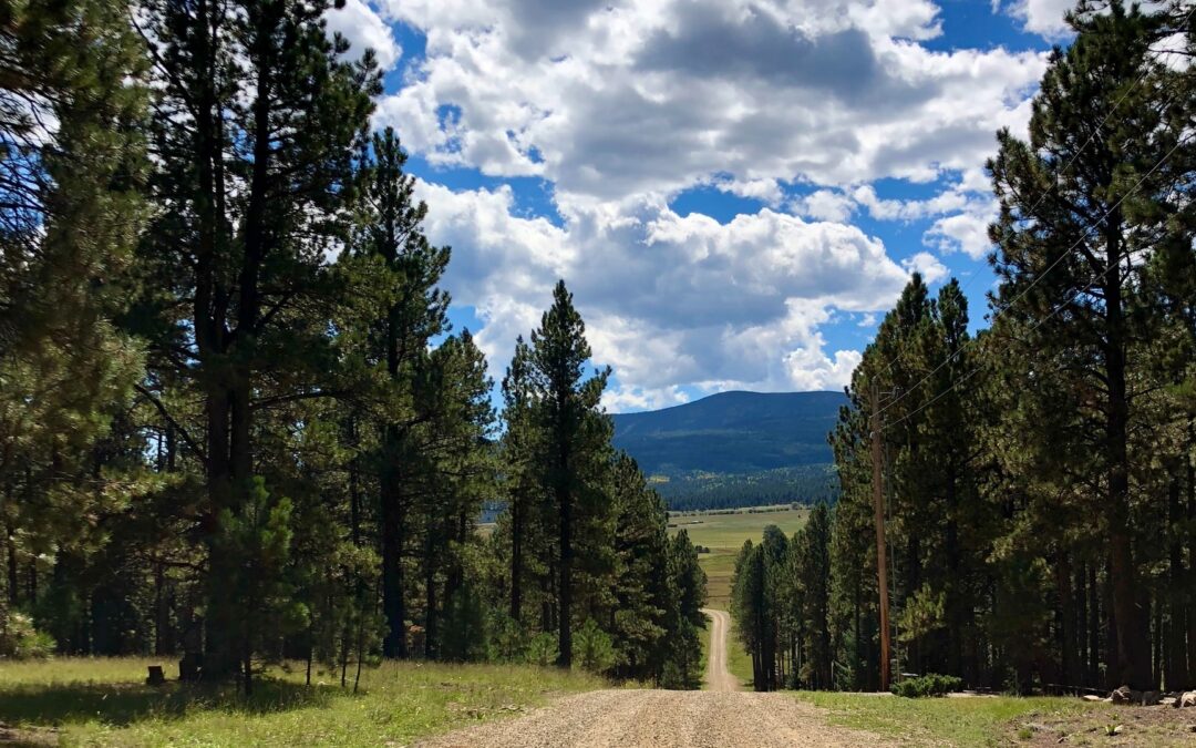 Celebrating Twenty Years and Looking Forward