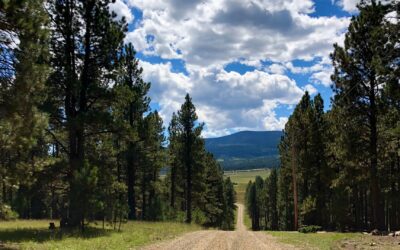 Celebrating Twenty Years and Looking Forward